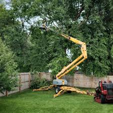 Best Root Management and Removal  in Taft Heights, CA