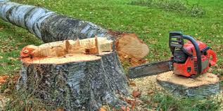Best Tree and Shrub Care  in Taft Heights, CA