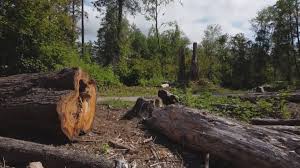 Best Tree Health Inspection  in Taft Heights, CA