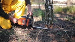 Best Lawn Pest Prevention  in Taft Heights, CA