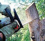 Best Hedge Trimming  in Taft Heights, CA