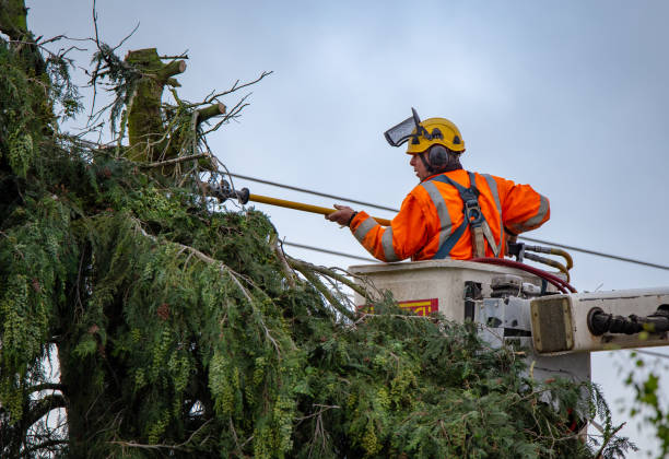 Best Firewood Processing and Delivery  in Taft Heights, CA