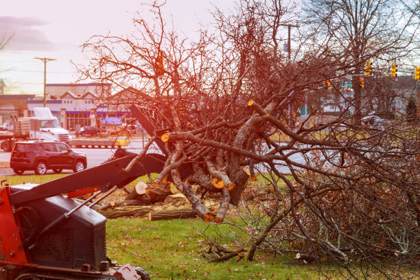 Best Arborist Consultation Services  in Taft Heights, CA