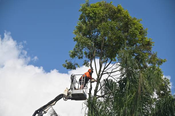 Best Lawn Maintenance Plans  in Taft Heights, CA