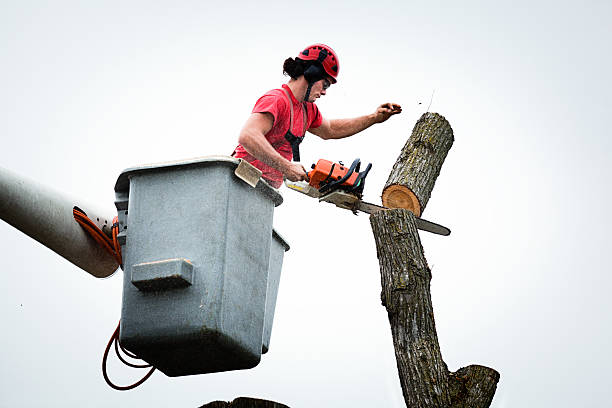 Best Tree Maintenance Programs  in Taft Heights, CA