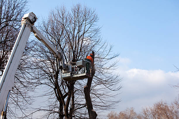 How Our Tree Care Process Works  in  Taft Heights, CA
