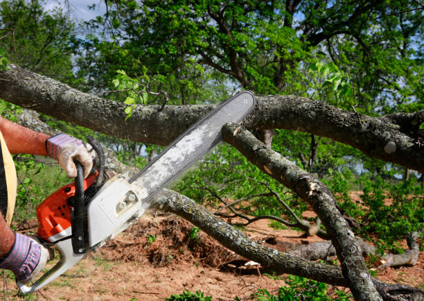 Best Emergency Tree Removal  in Taft Heights, CA