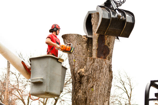 Best Tree Mulching  in Taft Heights, CA