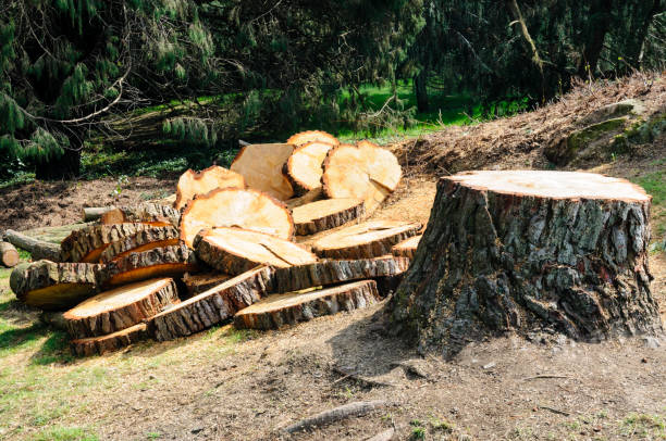 Best Stump Grinding and Removal  in Taft Heights, CA
